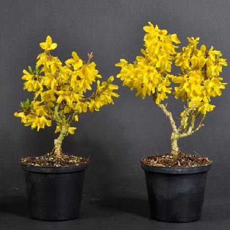 Forsythia intermedia "Minigold" - zlatý dážď